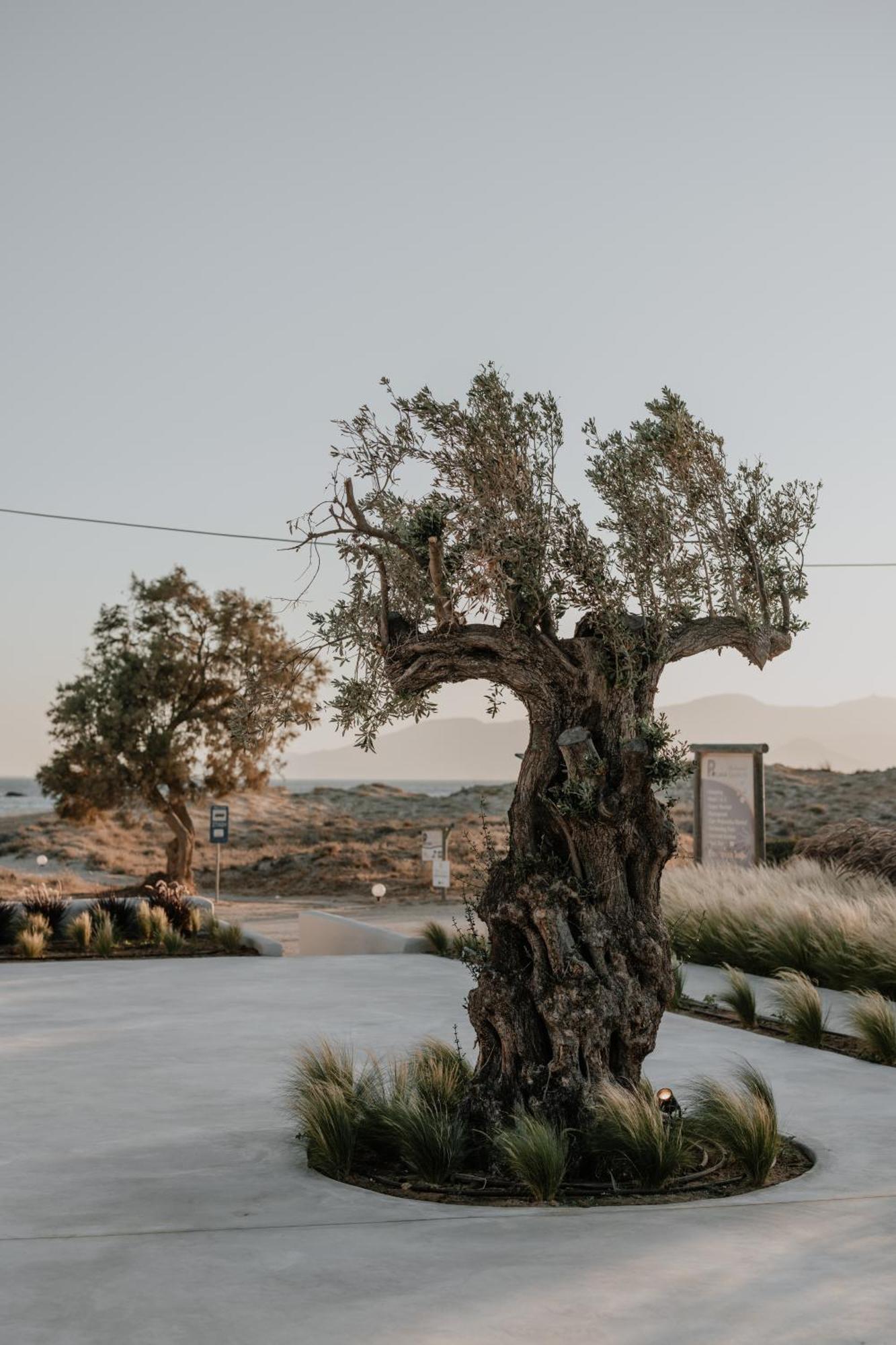 Onym Curated Villas Pláka Exteriör bild